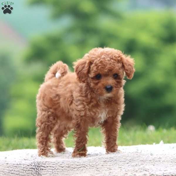 Classy, Cavapoo Puppy