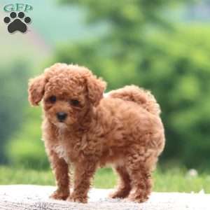 Classy, Cavapoo Puppy