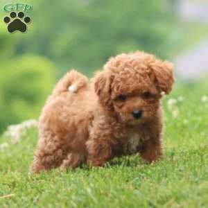 Classy, Cavapoo Puppy