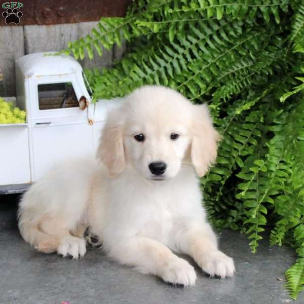 Clementine, Golden Retriever Puppy