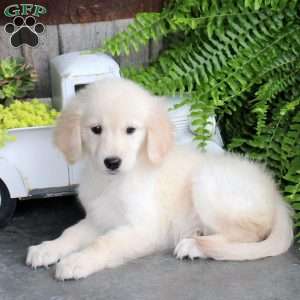 Clementine, Golden Retriever Puppy