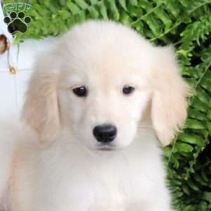 Clementine, Golden Retriever Puppy