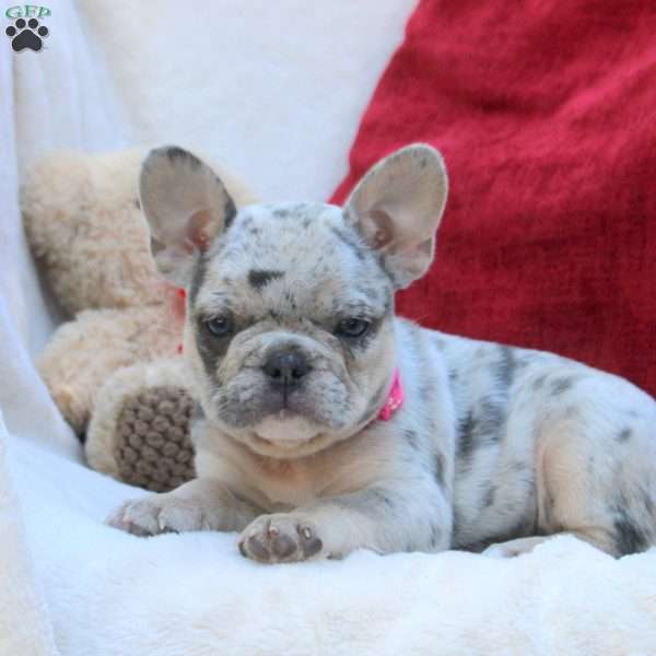 Cleo, French Bulldog Puppy