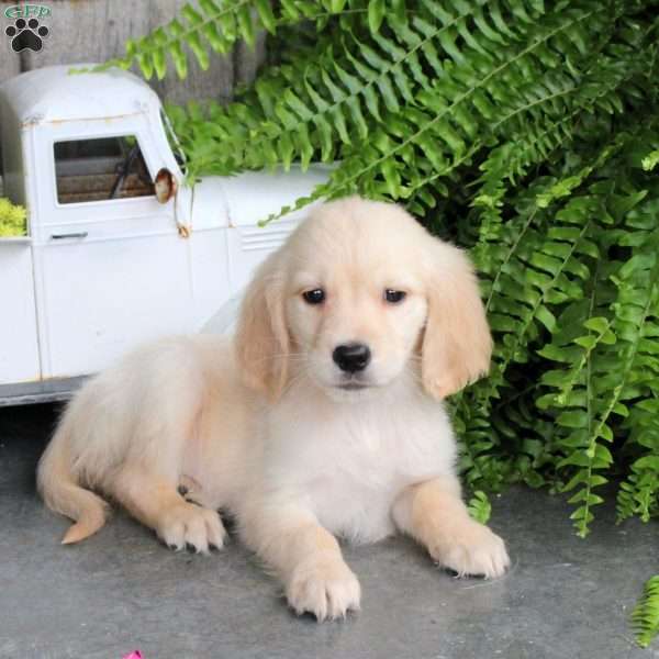 Cleo, Golden Retriever Puppy