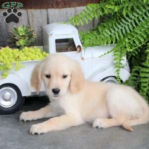 Cleo, Golden Retriever Puppy