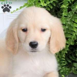Cleo, Golden Retriever Puppy