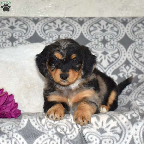 Clover, Mini Bernedoodle Puppy