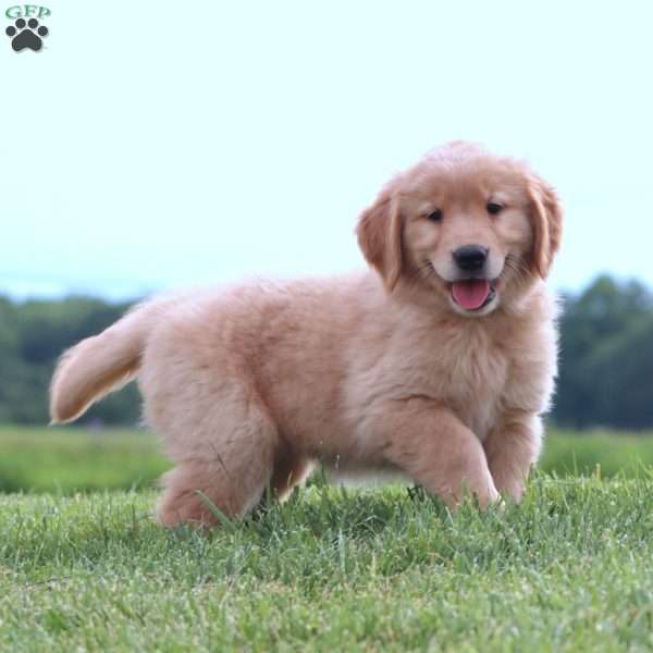 Coca Cola, Golden Retriever Puppy