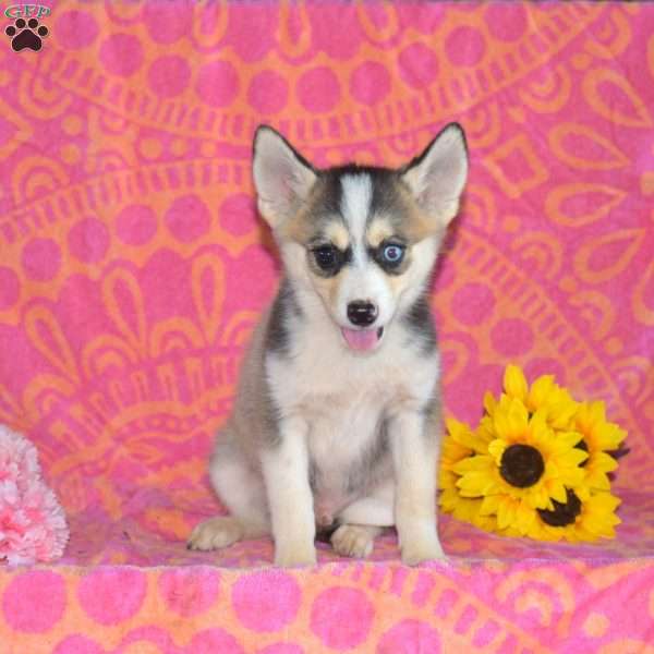 Coco, Pomsky Puppy