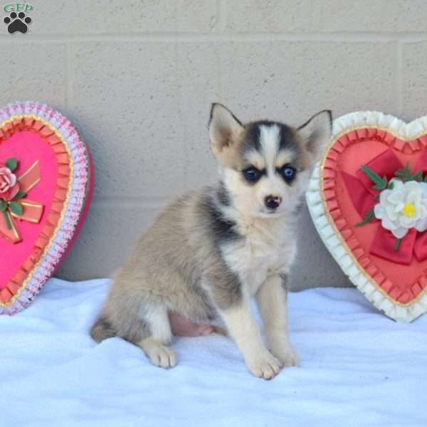 Coco, Pomsky Puppy
