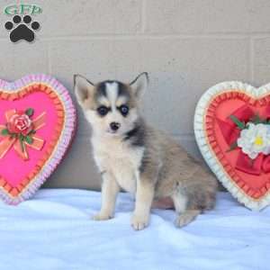 Coco, Pomsky Puppy