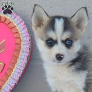 Coco, Pomsky Puppy