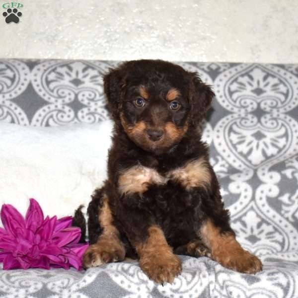 Cocoa, Mini Bernedoodle Puppy