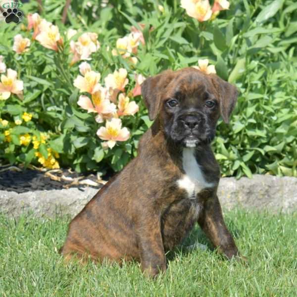 Cocoa, Boxer Puppy