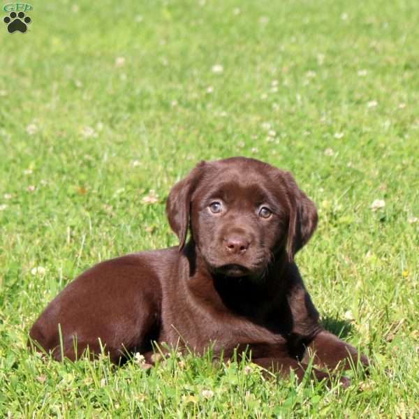 Cocoa, Chocolate Labrador Retriever Puppy