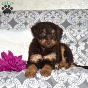 Cocoa, Mini Bernedoodle Puppy