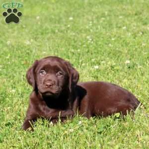 Cocoa, Chocolate Labrador Retriever Puppy