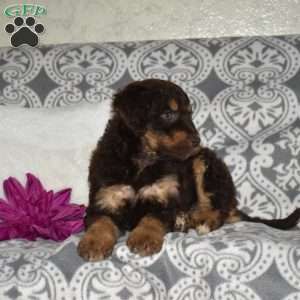 Cocoa, Mini Bernedoodle Puppy