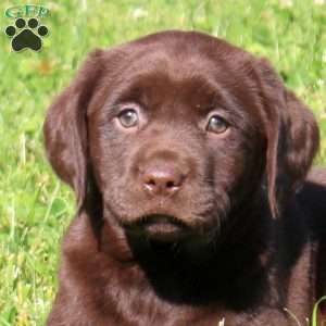 Cocoa, Chocolate Labrador Retriever Puppy