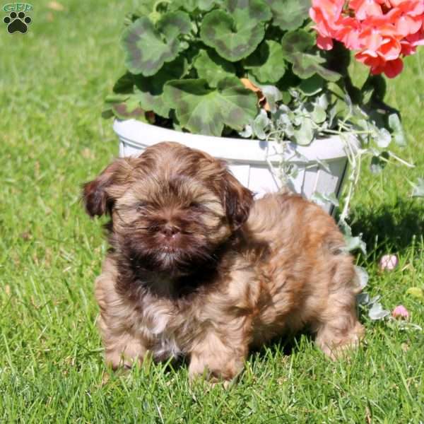 Cocoa, Shih Tzu Puppy