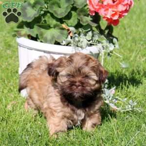 Cocoa, Shih Tzu Puppy