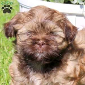 Cocoa, Shih Tzu Puppy