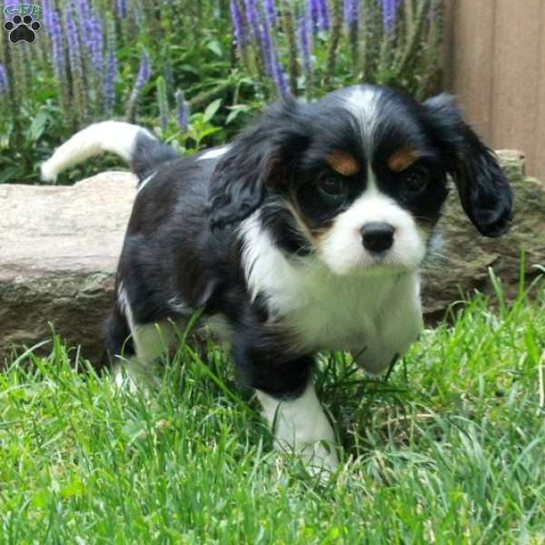 Cody, Cavalier King Charles Spaniel Puppy