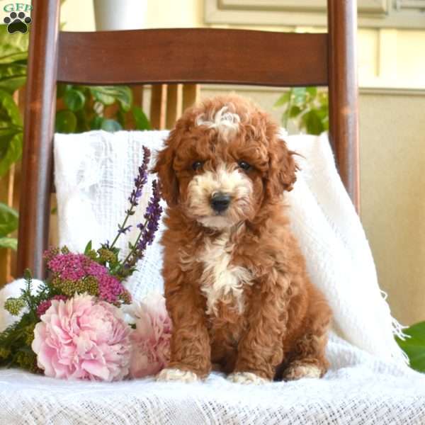 Cody, Mini Goldendoodle Puppy