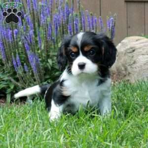 Cody, Cavalier King Charles Spaniel Puppy