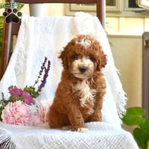 Cody, Mini Goldendoodle Puppy