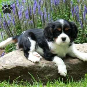 Cody, Cavalier King Charles Spaniel Puppy