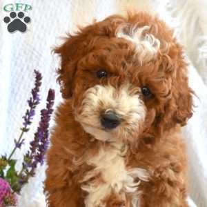 Cody, Mini Goldendoodle Puppy