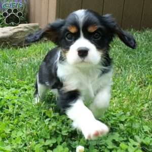 Cody, Cavalier King Charles Spaniel Puppy