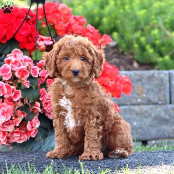 Cody, Miniature Poodle Puppy