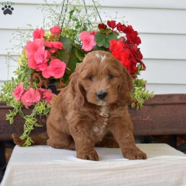 Coffee, Cockapoo Puppy