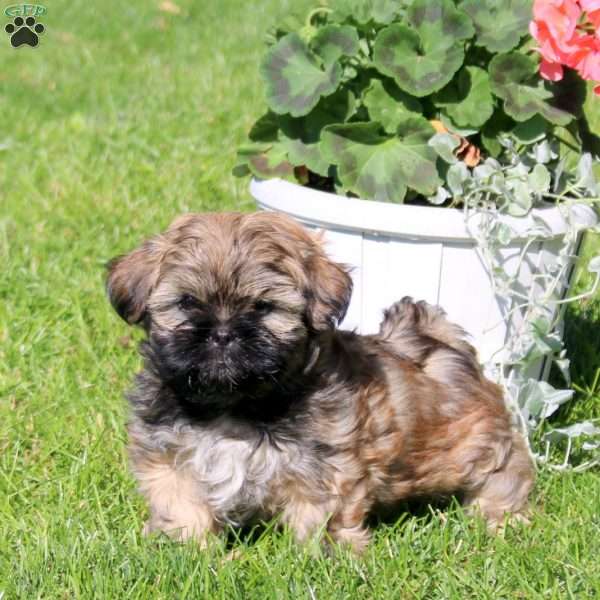 Coffee, Shih Tzu Puppy