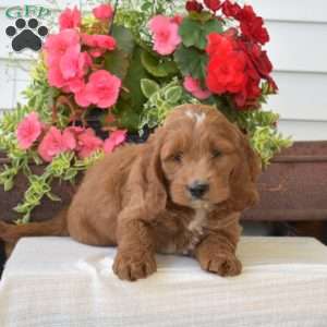 Coffee, Cockapoo Puppy
