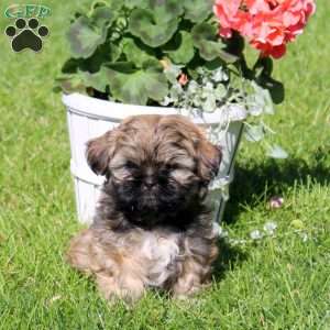 Coffee, Shih Tzu Puppy