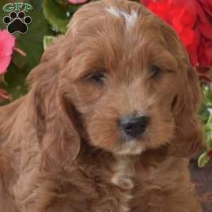 Coffee, Cockapoo Puppy