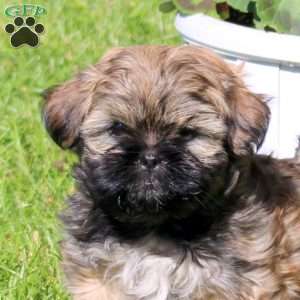 Coffee, Shih Tzu Puppy