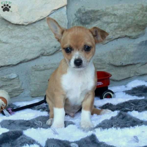 Colby, Chihuahua Puppy