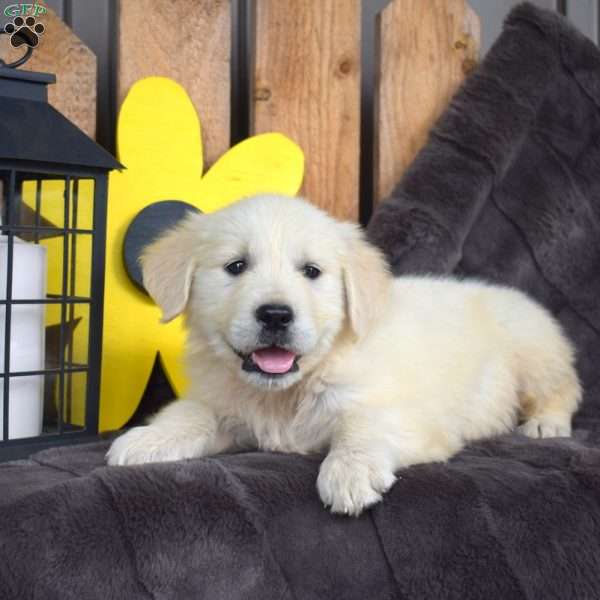 Colby, English Cream Golden Retriever Puppy