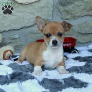 Colby, Chihuahua Puppy