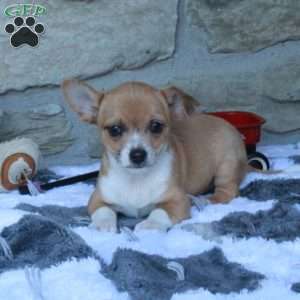 Colby, Chihuahua Puppy