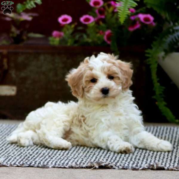 Colby, Havapoo Puppy