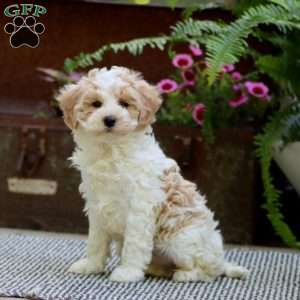 Colby, Havapoo Puppy