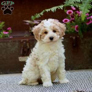 Colby, Havapoo Puppy