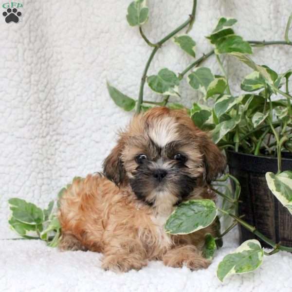 Colt, Shih Tzu Puppy