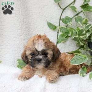 Colt, Shih Tzu Puppy