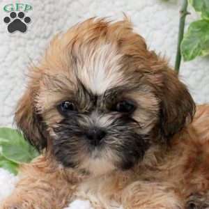 Colt, Shih Tzu Puppy